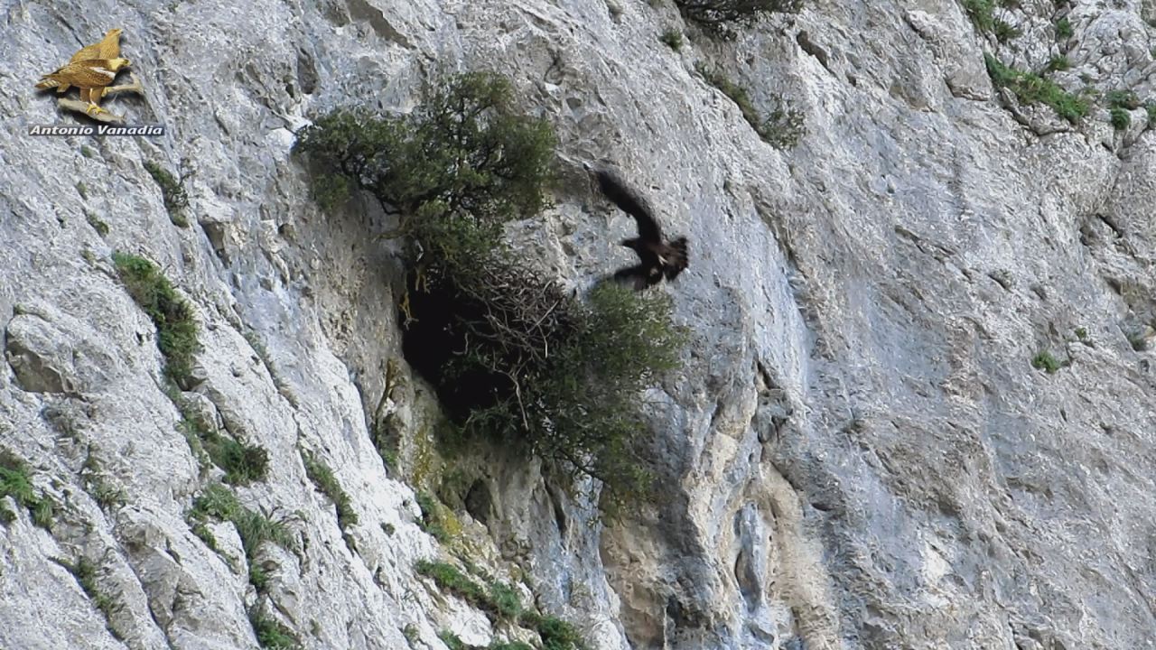L’aquila reale dei Sicani