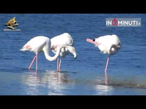 Le saline di Augusta