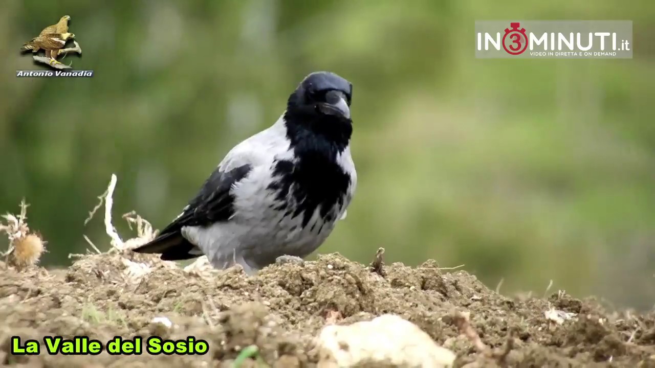 La Valle del Sosio sita nei pressi di Burgio. Di Antonio Vanadia