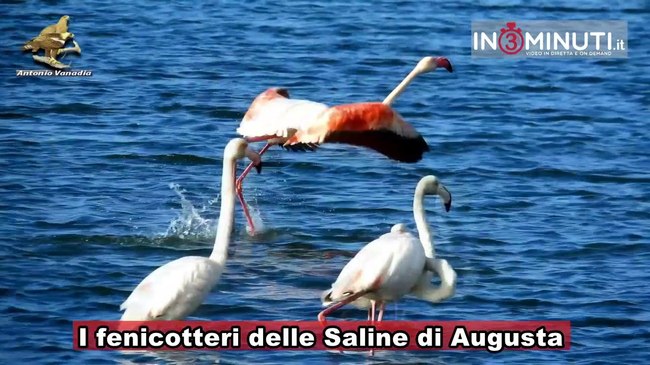 Le saline di augusta di Antonio Vanadia. Immagini bellissime