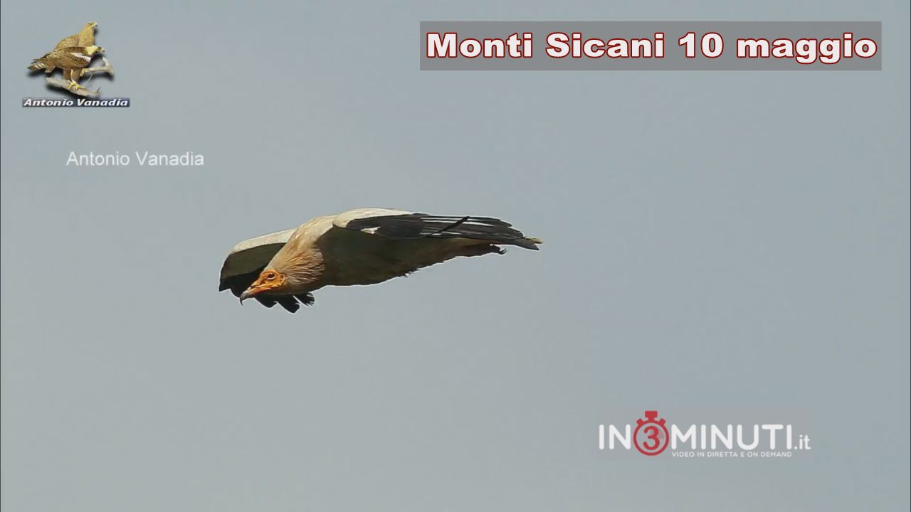 Monti Sicani, 10 maggio: passaggio del rarissimo avvoltoio capovaccaio, subito dopo un temporale. Di Antonio Vanadia