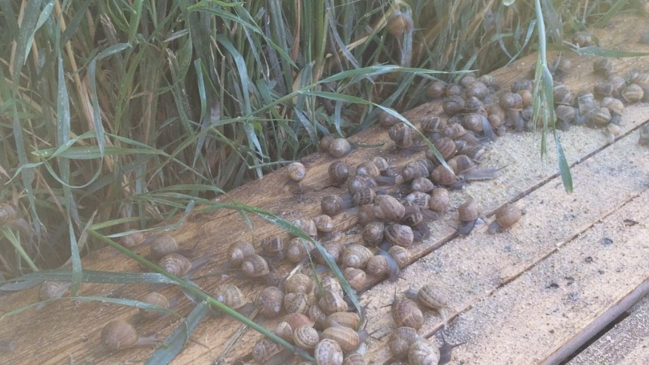 Mangia e Passìa con le lumache dei fratelli Cacciatore