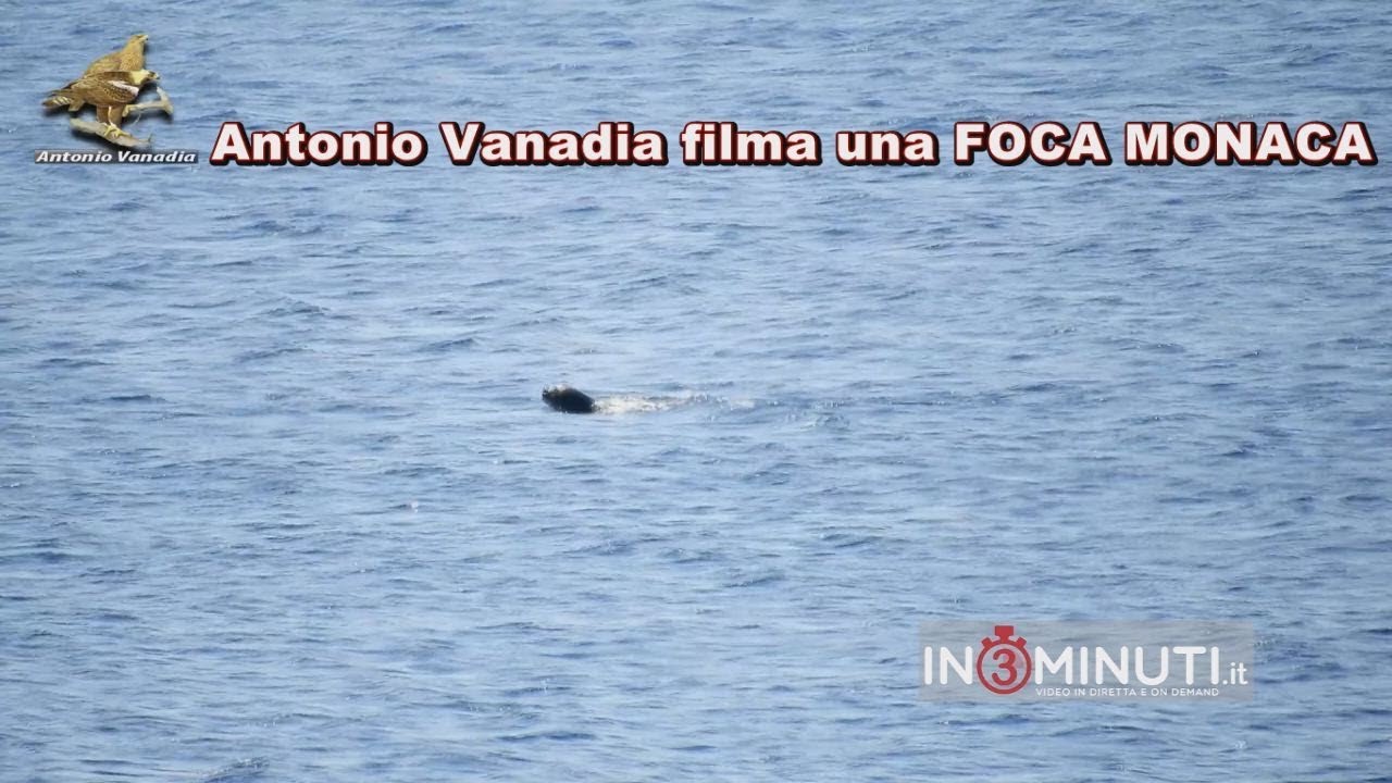 Una FOCA MONACA che preda, filmato UNICO di Antonio Vanadia. Una grande emozione!