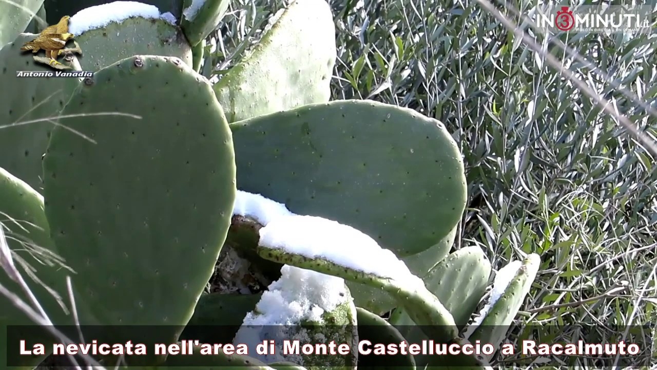 La nevicata nell’area di Monte Castelluccio nel territorio di Racalmuto. Di Antonio Vanadia