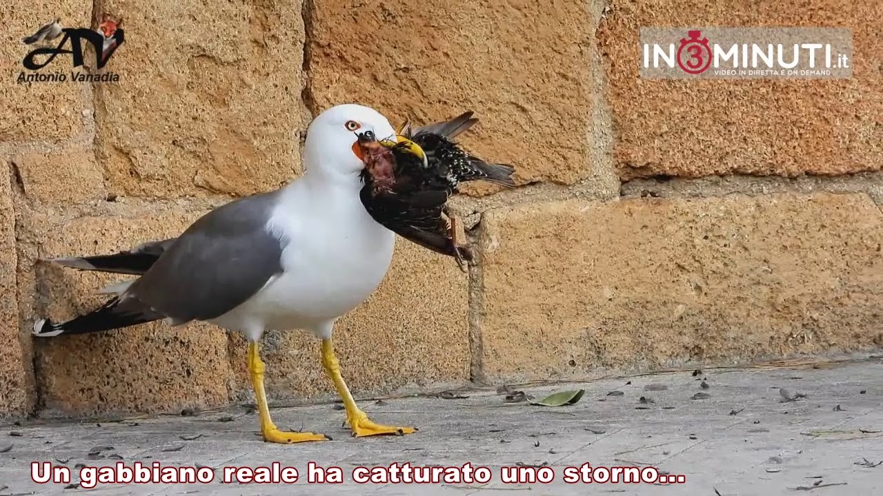 Un gabbiano reale ha catturato uno storno… di Antonio Vanadia