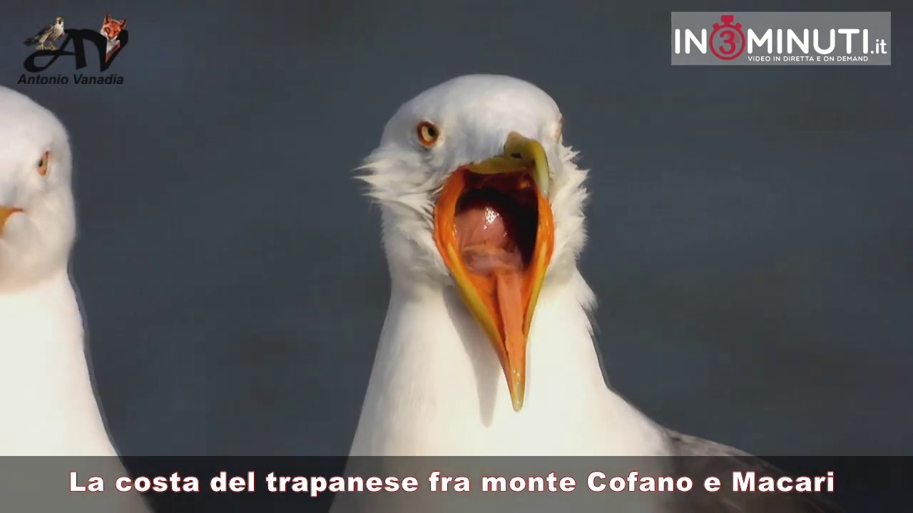 La costa del trapanese fra monte Cofano e Macari, avete mai visto un gabbiano reale sbadigliare?