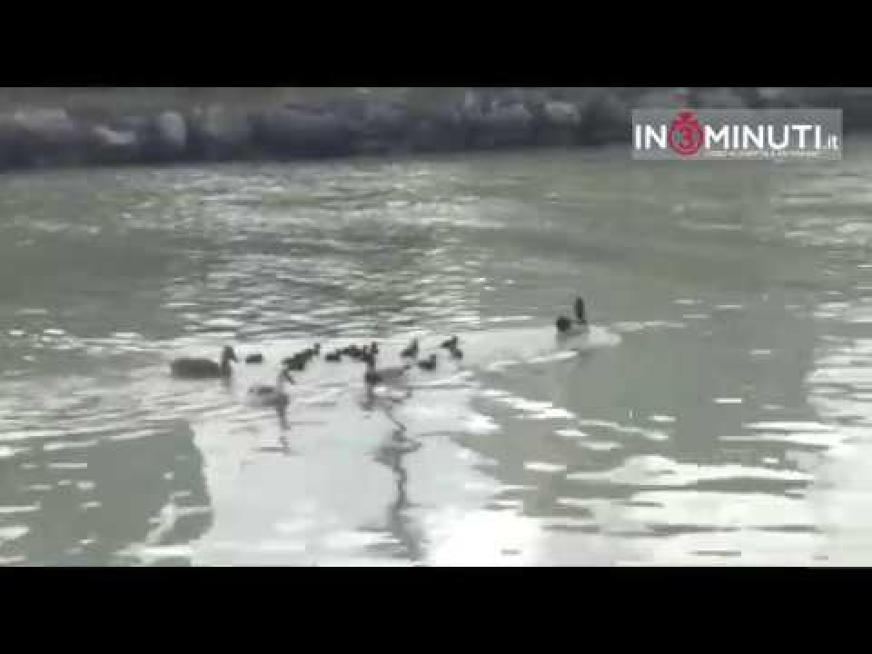 Maddalusa, tornano le anatre, video ricevuto da Franco Tedesco