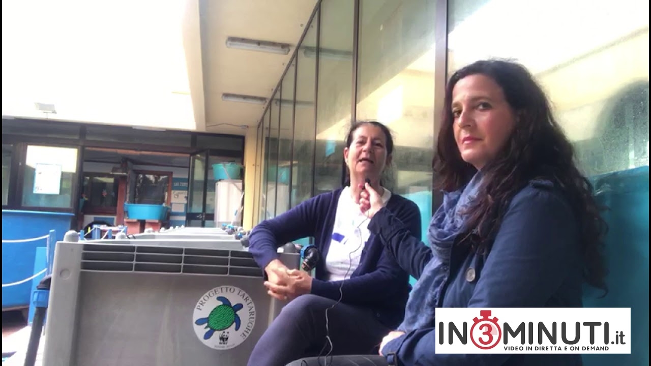 "4 500 tartarughe liberate, una ritrovata dopo 20 anni in USA, in una "liuto" abbiamo trovato…"