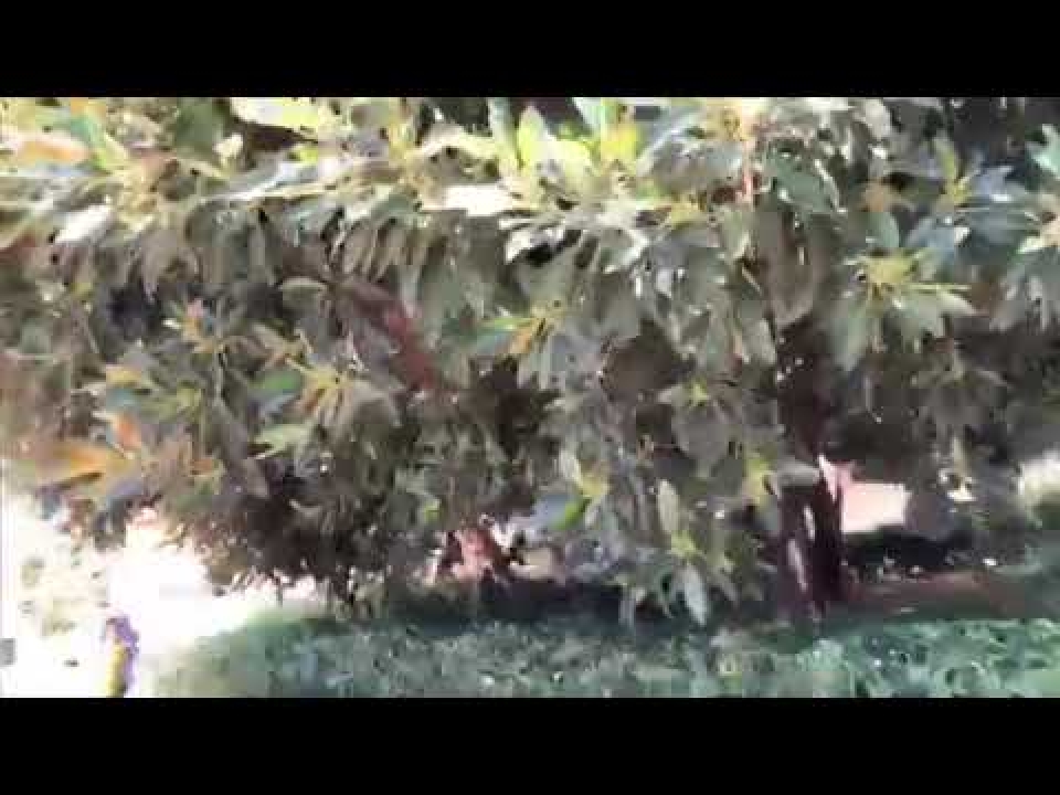 “Sindaco venga a casa mia”  DI ROSA, reporter in via Manzoni, con alcuni residenti “arrabbiati”