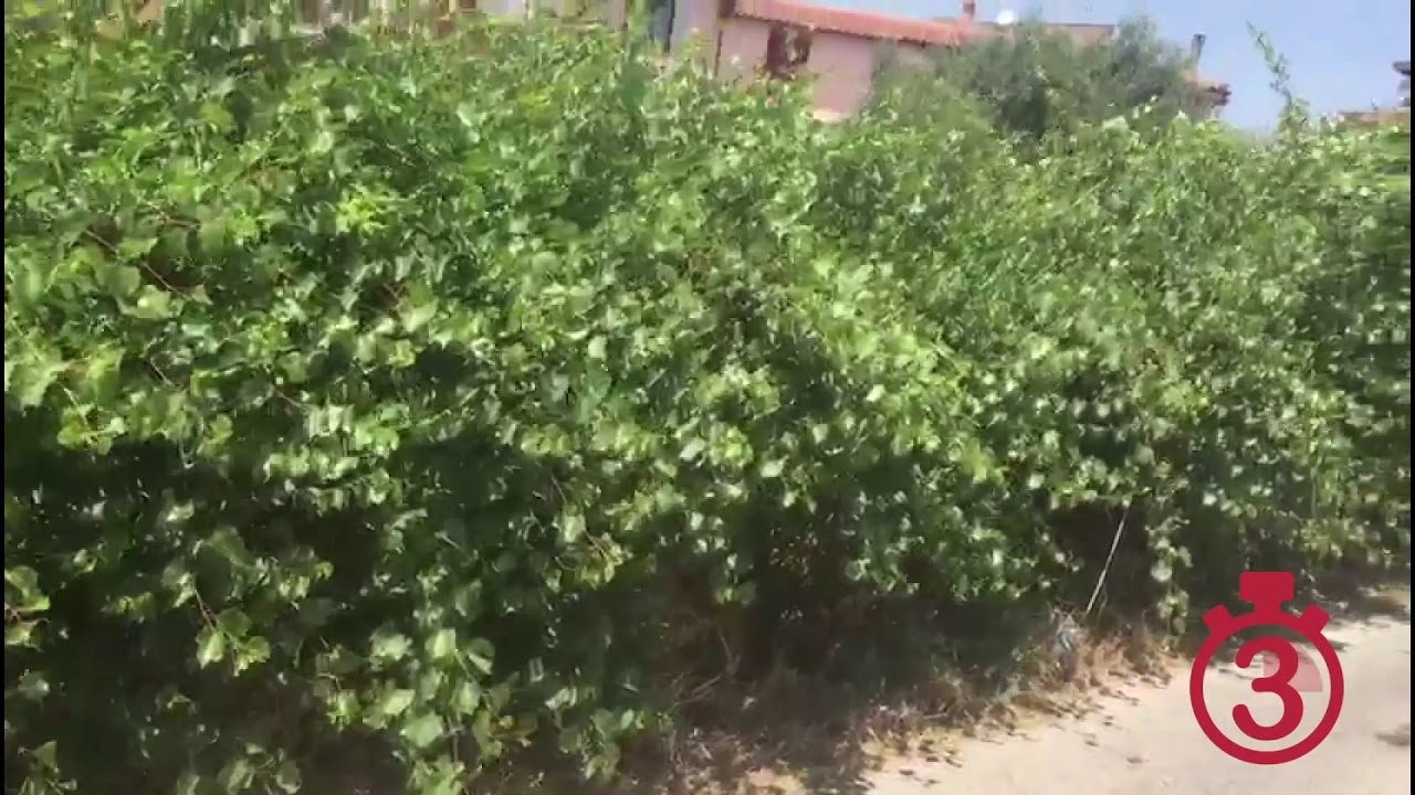 Via Delle Petunie a San Leone abbisogna un intervento di scerbamanto e pulizia