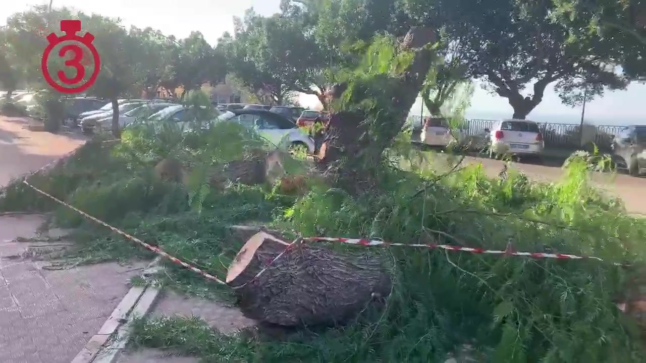 “Viale della Vittoria, tagliato un albero, per quale motivo? Legambiente ne sa qualcosa?” Video ricevuto da Giuseppe Di Rosa📹