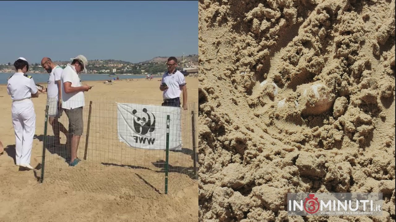 Una tartaruga Caretta caretta ha deposto le uova sulla spiaggetta di Porto Empedocle, ascoltiamo il Comandante Gennaro Fusco. Di Danilo Verruso📹