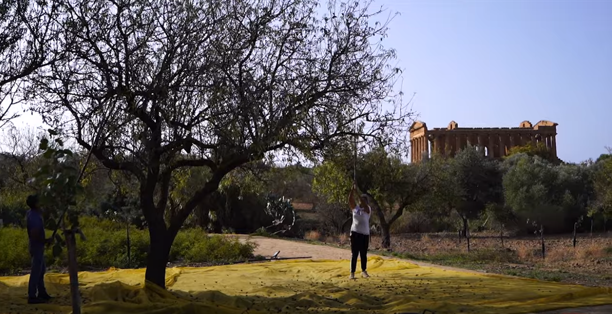 🎥Progetto Diodoros Food Exhibition ideato da CoopCulture in collaborazione con Parco Valle dei Templi…oggi “Mandorle”