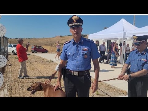 Abbandonare o maltrattare un animale è un reato perseguibile dalla legge